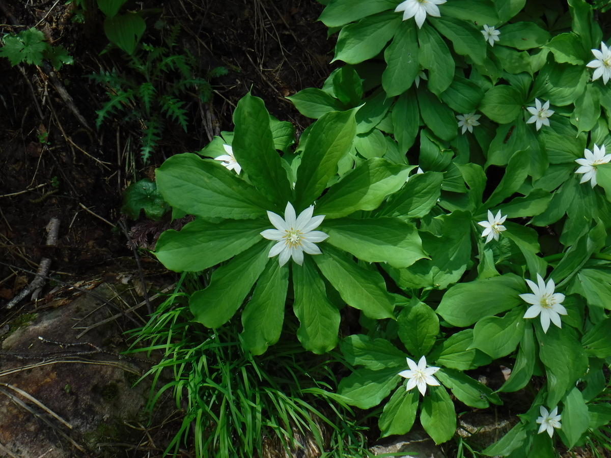 f:id:mountain999:20190318170428j:plain f:id:mountain999:20190318170428j:plain