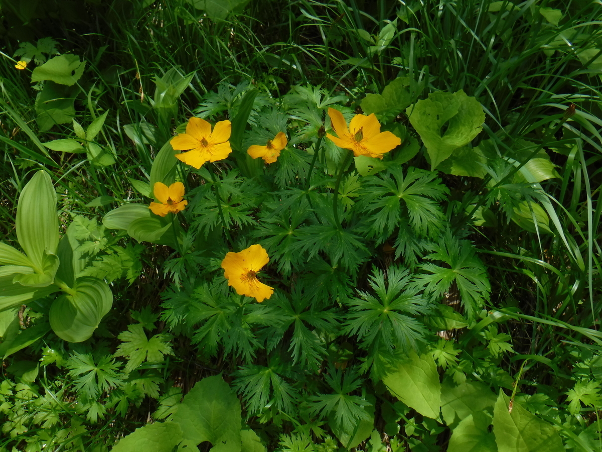 f:id:mountain999:20190318170440j:plain f:id:mountain999:20190318170440j:plain