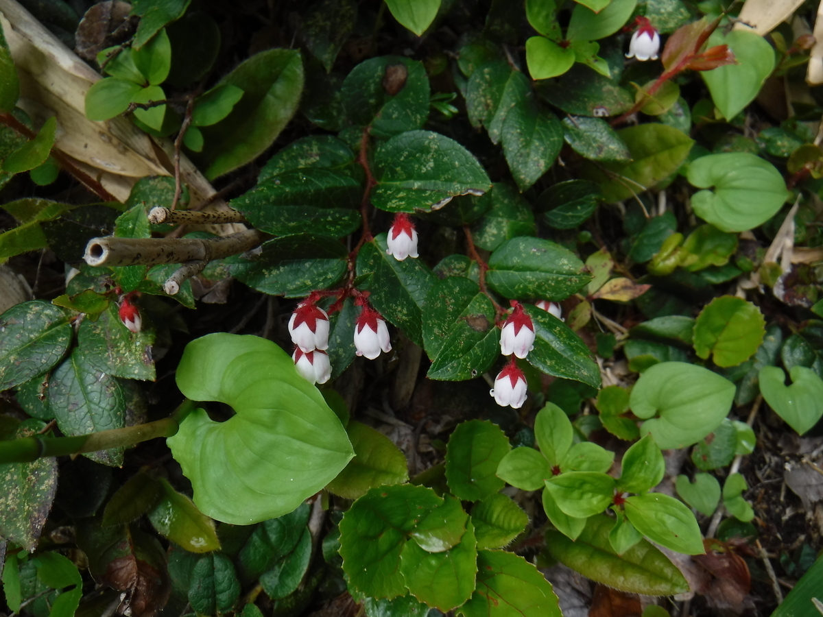 f:id:mountain999:20190318170447j:plain f:id:mountain999:20190318170447j:plain