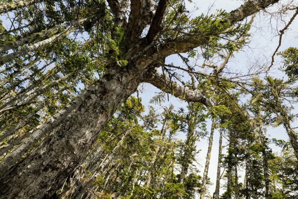 f:id:mountainlog:20180721145317j:plain f:id:mountainlog:20180721145317j:plain