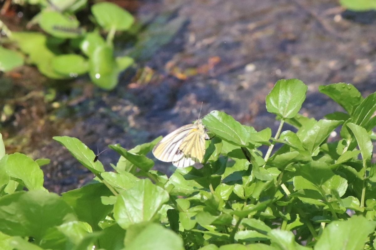 f:id:mountori:20200512085917j:plain