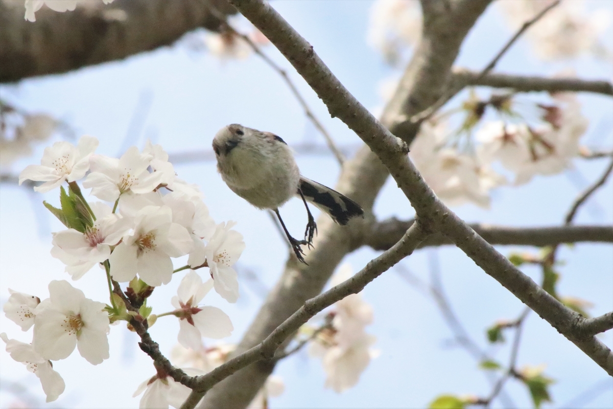 f:id:mountori:20200512091122j:plain