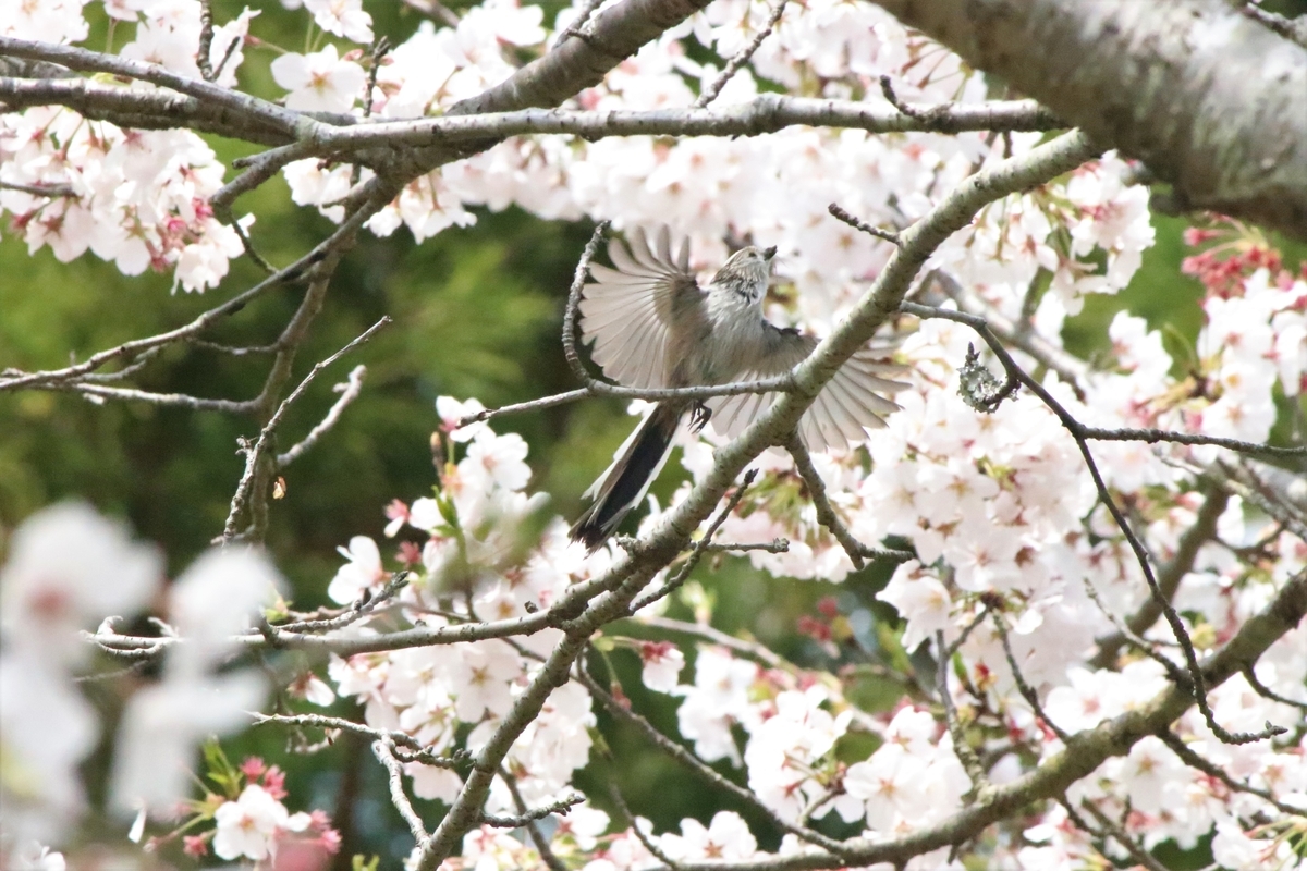 f:id:mountori:20200512091220j:plain