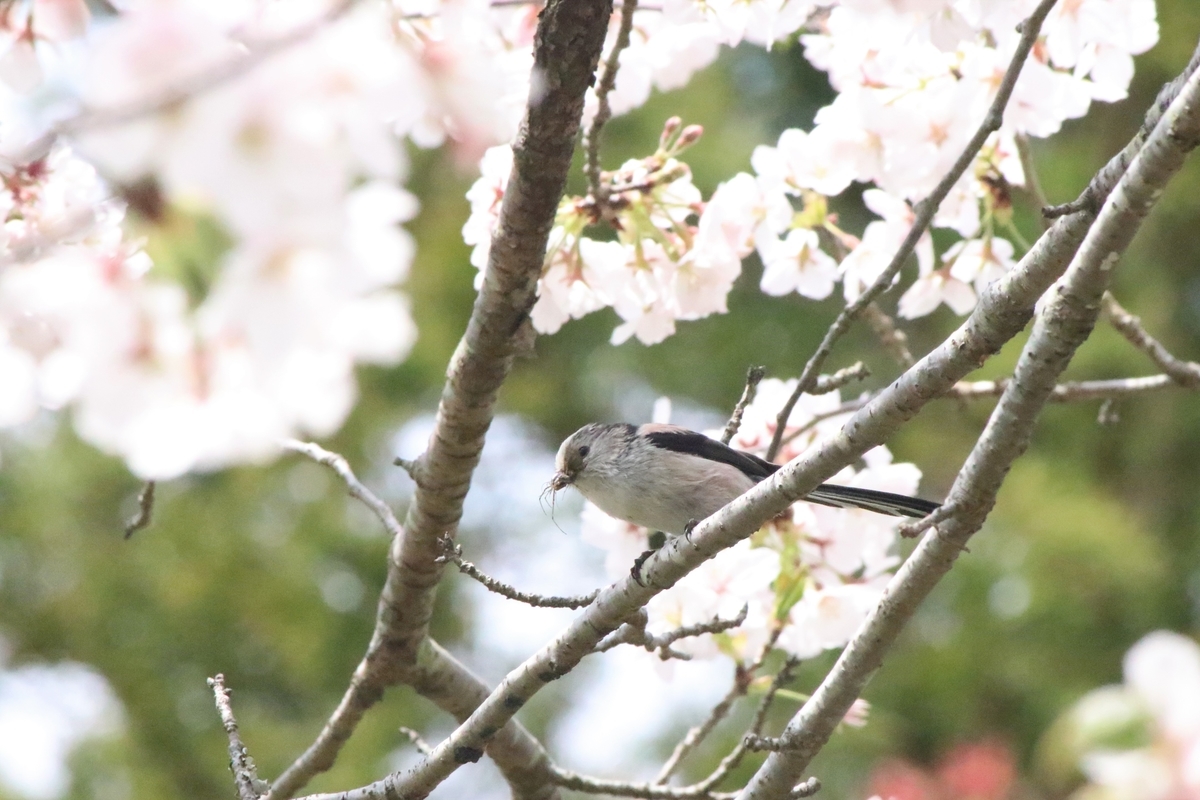 f:id:mountori:20200512091332j:plain