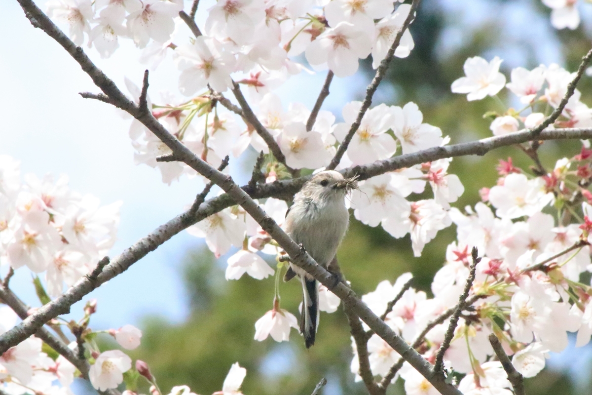 f:id:mountori:20200512091404j:plain