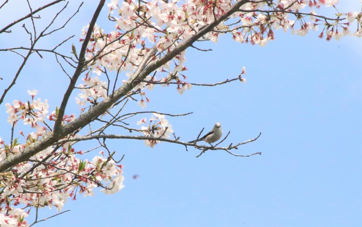 f:id:mountori:20200512091519j:plain