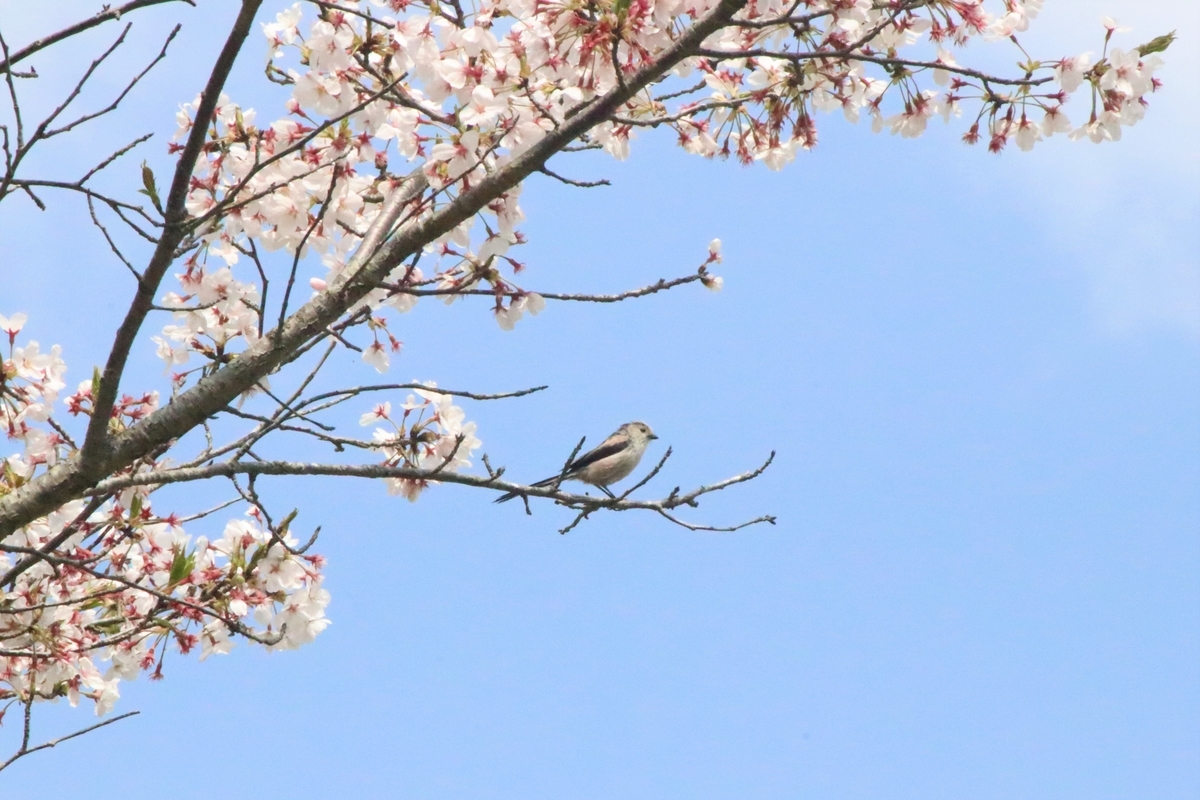 f:id:mountori:20200512091550j:plain