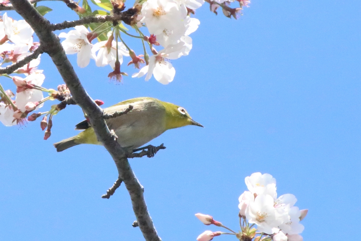 f:id:mountori:20200512101659j:plain