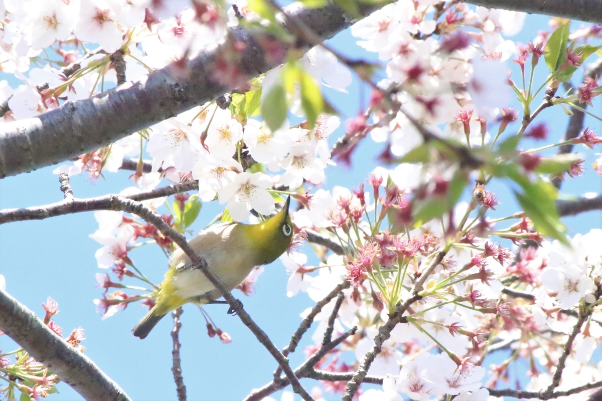 f:id:mountori:20200512101727j:plain