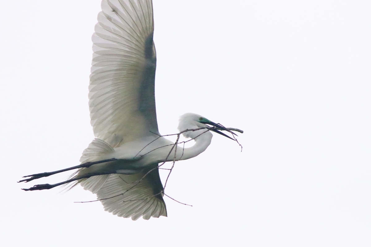 サギ山発見 Mountori 野鳥と登山のブログー