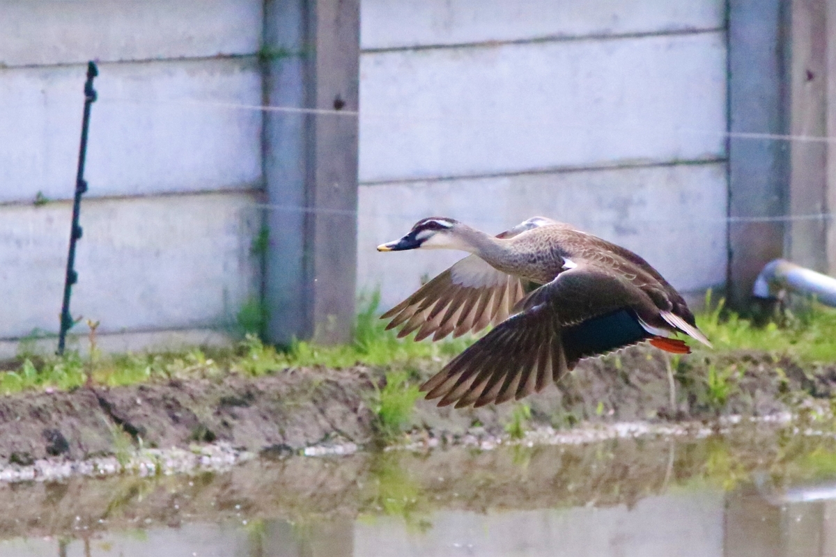 f:id:mountori:20200529182453j:plain