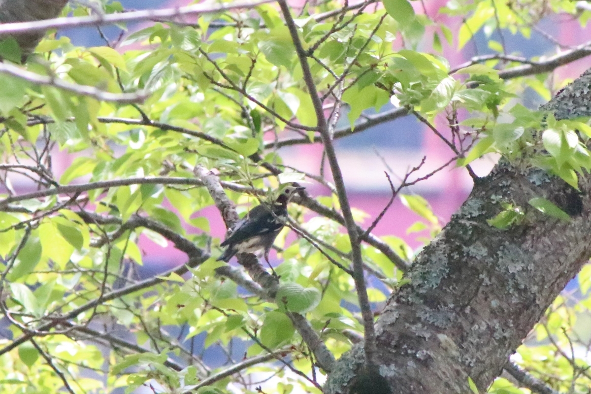 f:id:mountori:20200529182646j:plain