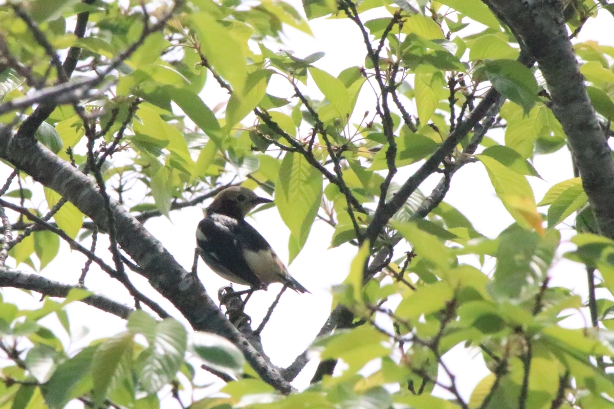 f:id:mountori:20200529182700j:plain