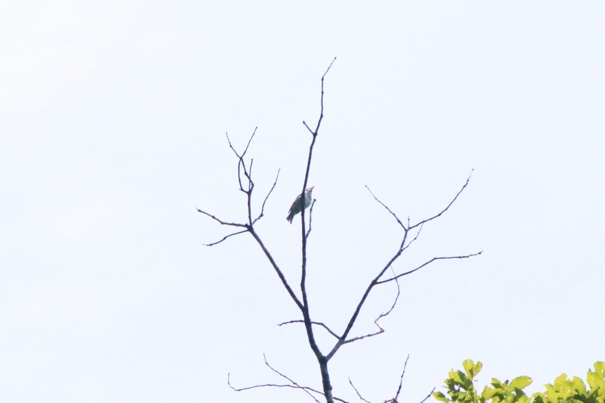 f:id:mountori:20200530163008j:plain f:id:mountori:20200530163008j:plain