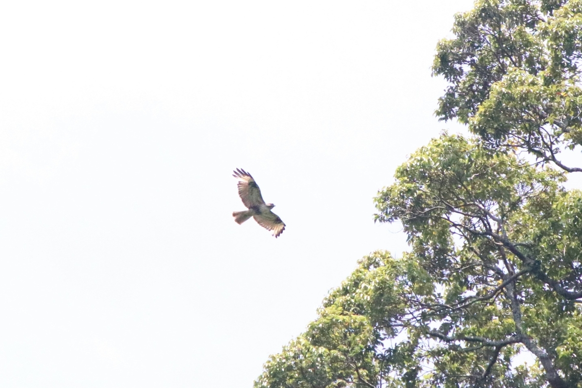 f:id:mountori:20200530163608j:plain f:id:mountori:20200530163608j:plain