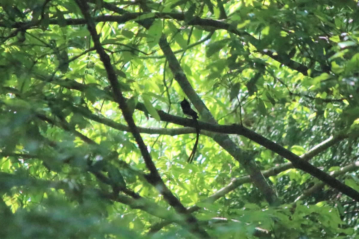 f:id:mountori:20200530165237j:plain f:id:mountori:20200530165237j:plain