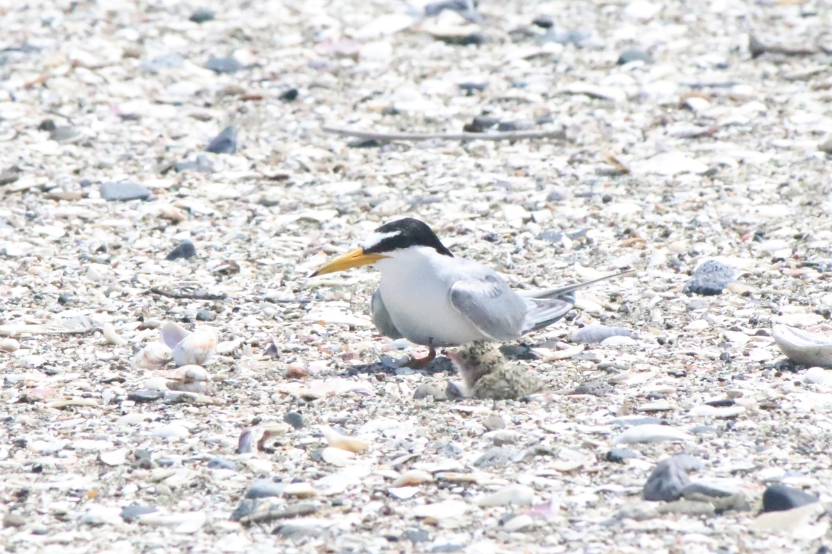 f:id:mountori:20200624223638j:plain