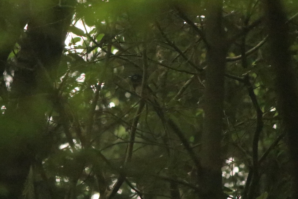 f:id:mountori:20200703221809j:plain