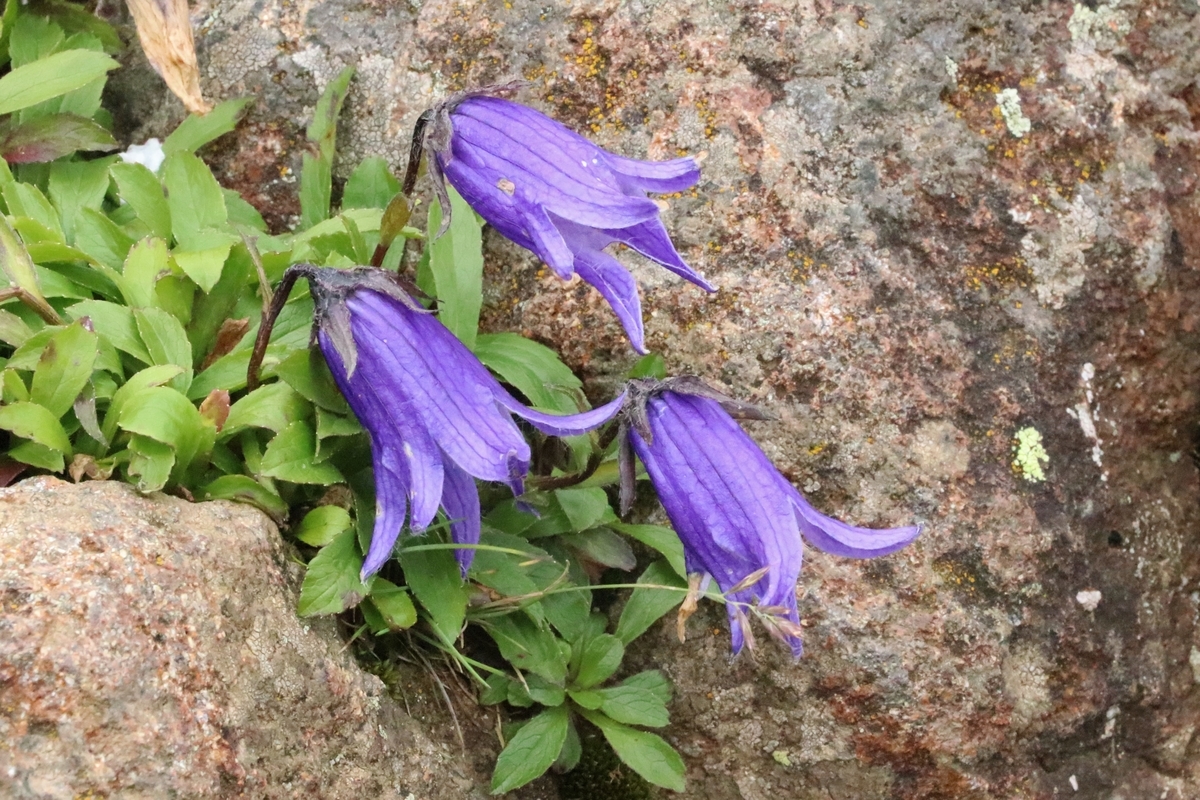 f:id:mountori:20200827185715j:plain