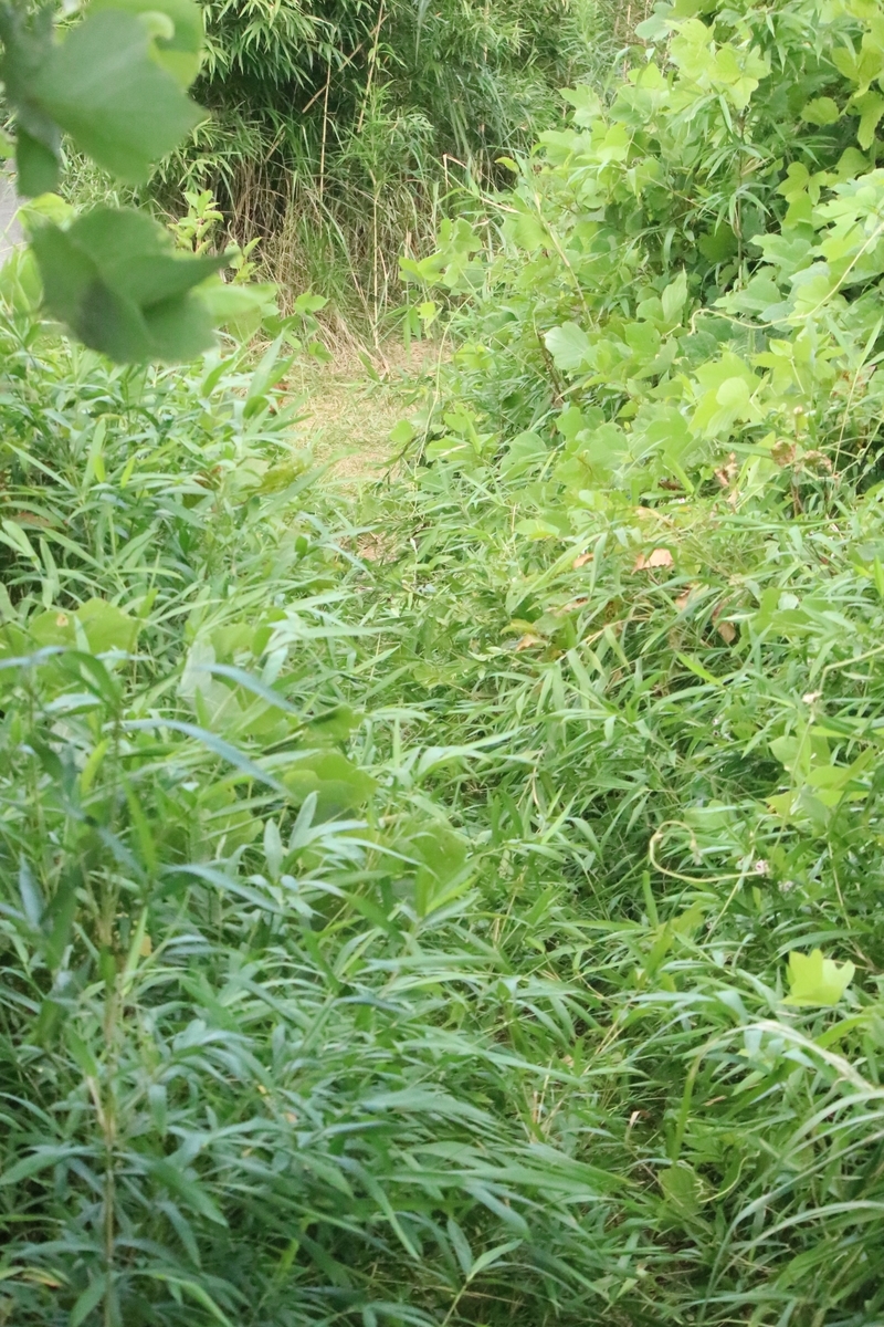 f:id:mountori:20200916204118j:plain f:id:mountori:20200916204118j:plain