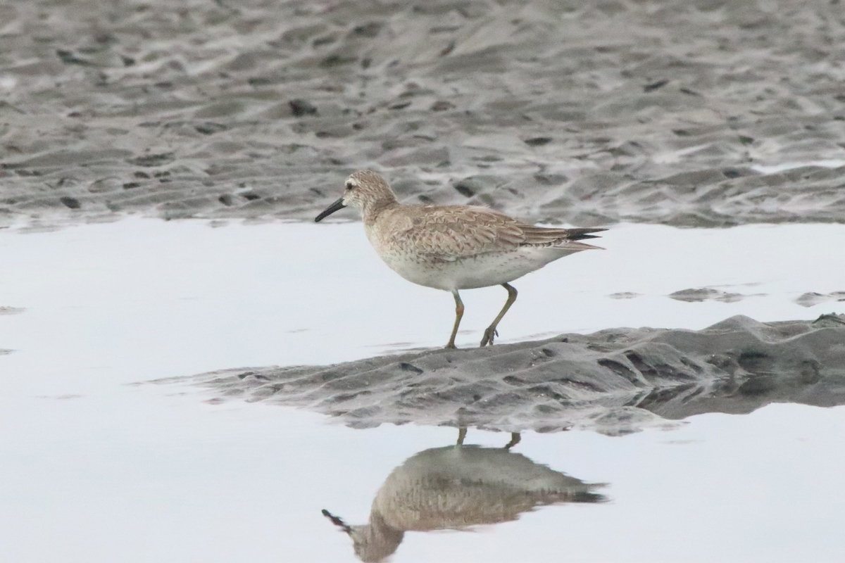 f:id:mountori:20201020184831j:plain