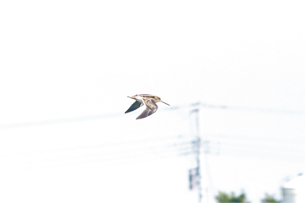 f:id:mountori:20201110201449j:plain
