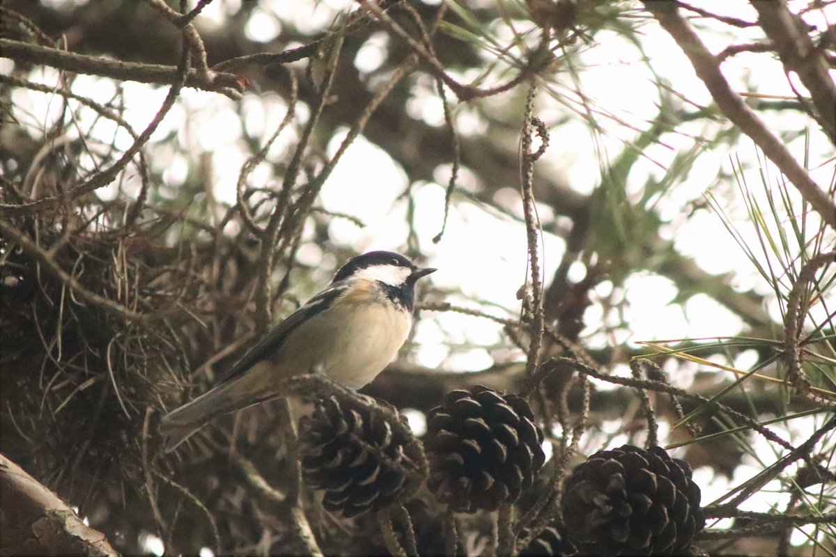 f:id:mountori:20201120222944j:plain
