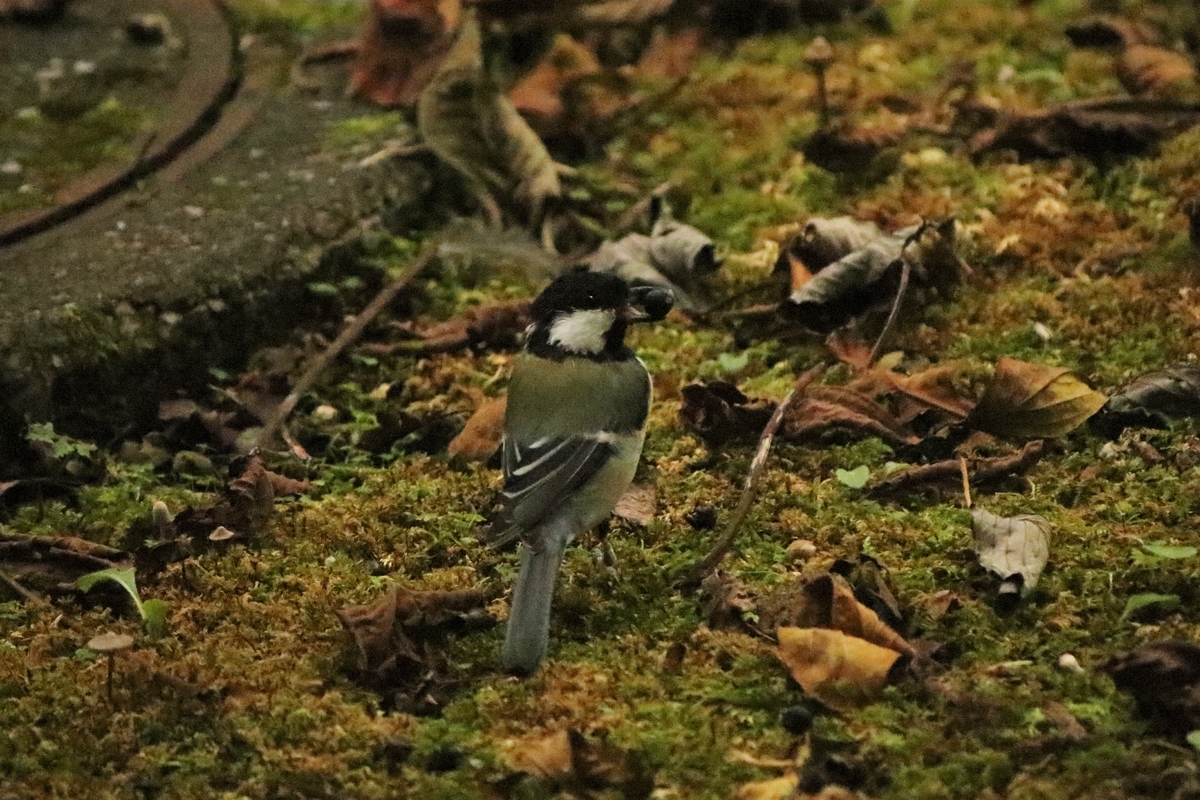 f:id:mountori:20201120223659j:plain
