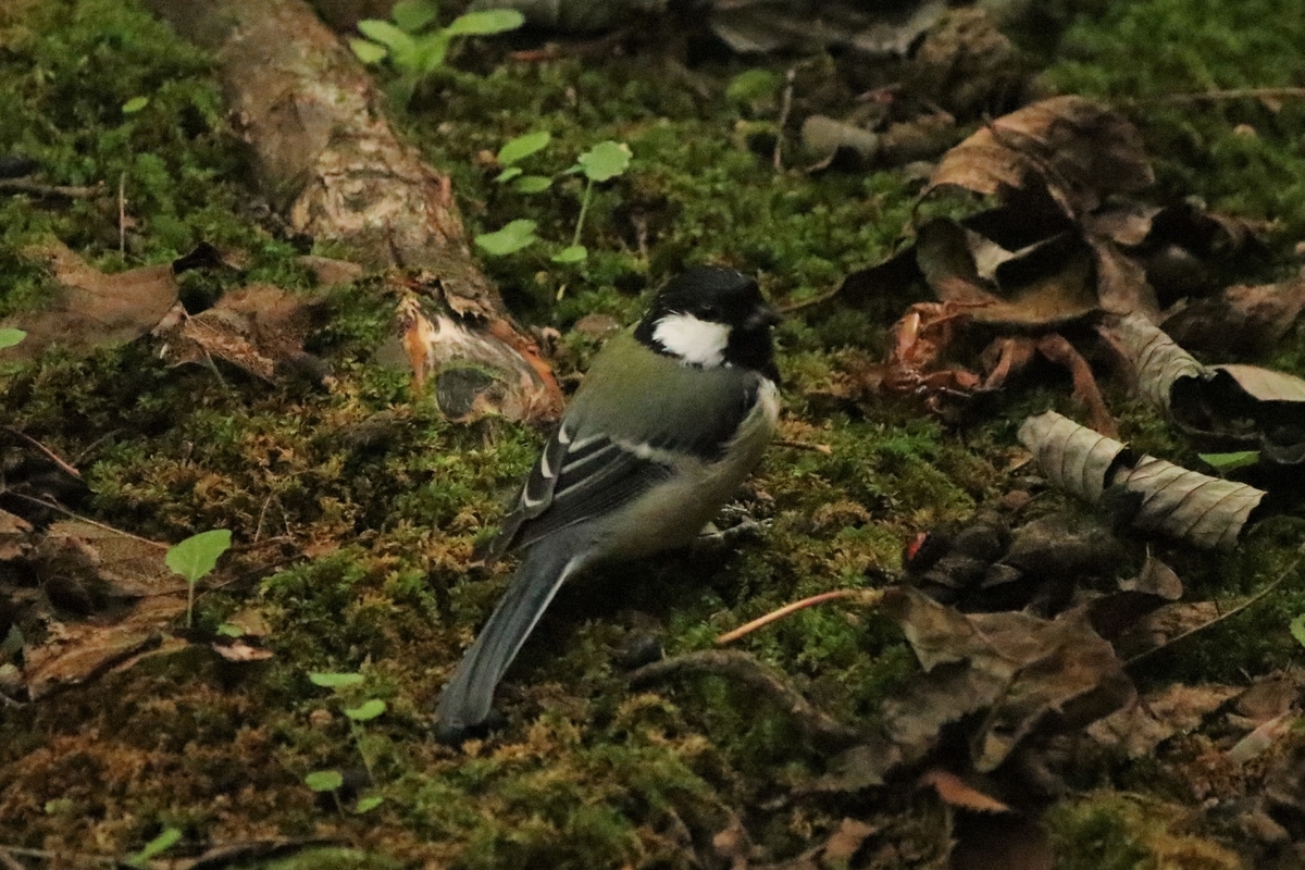 f:id:mountori:20201120224707j:plain
