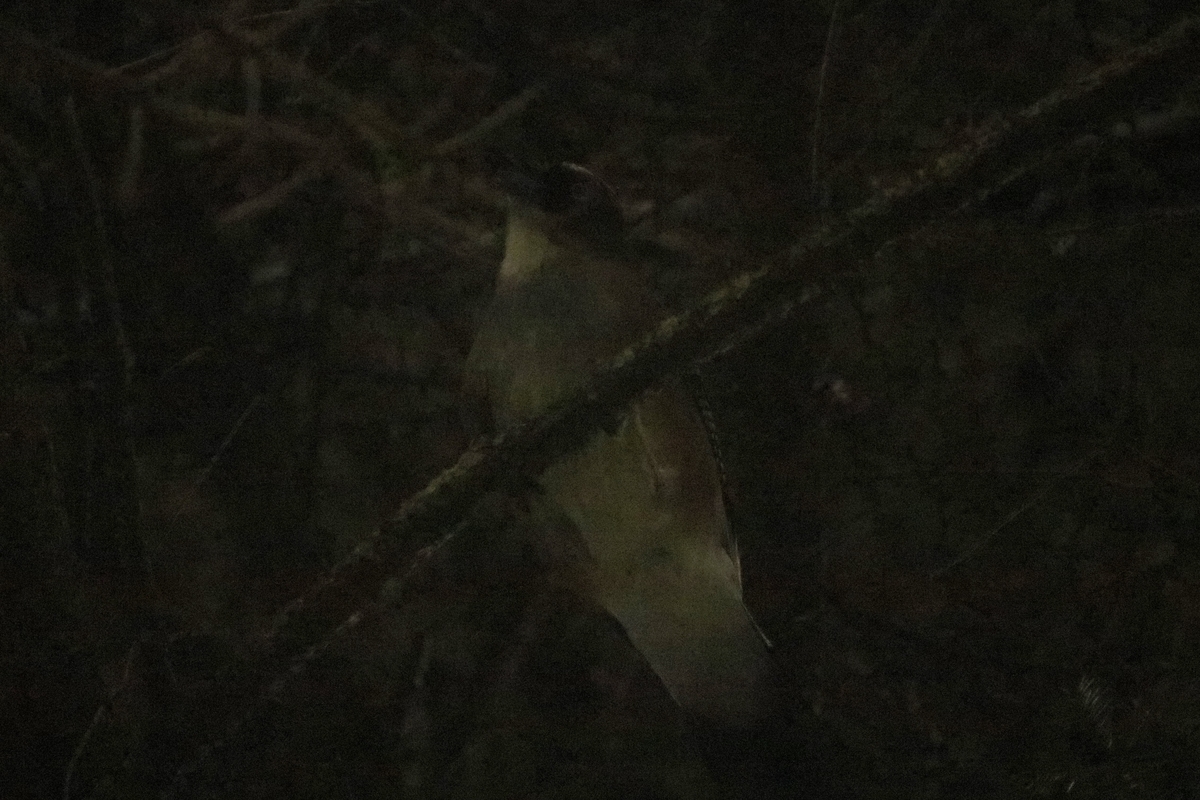 f:id:mountori:20201123212425j:plain