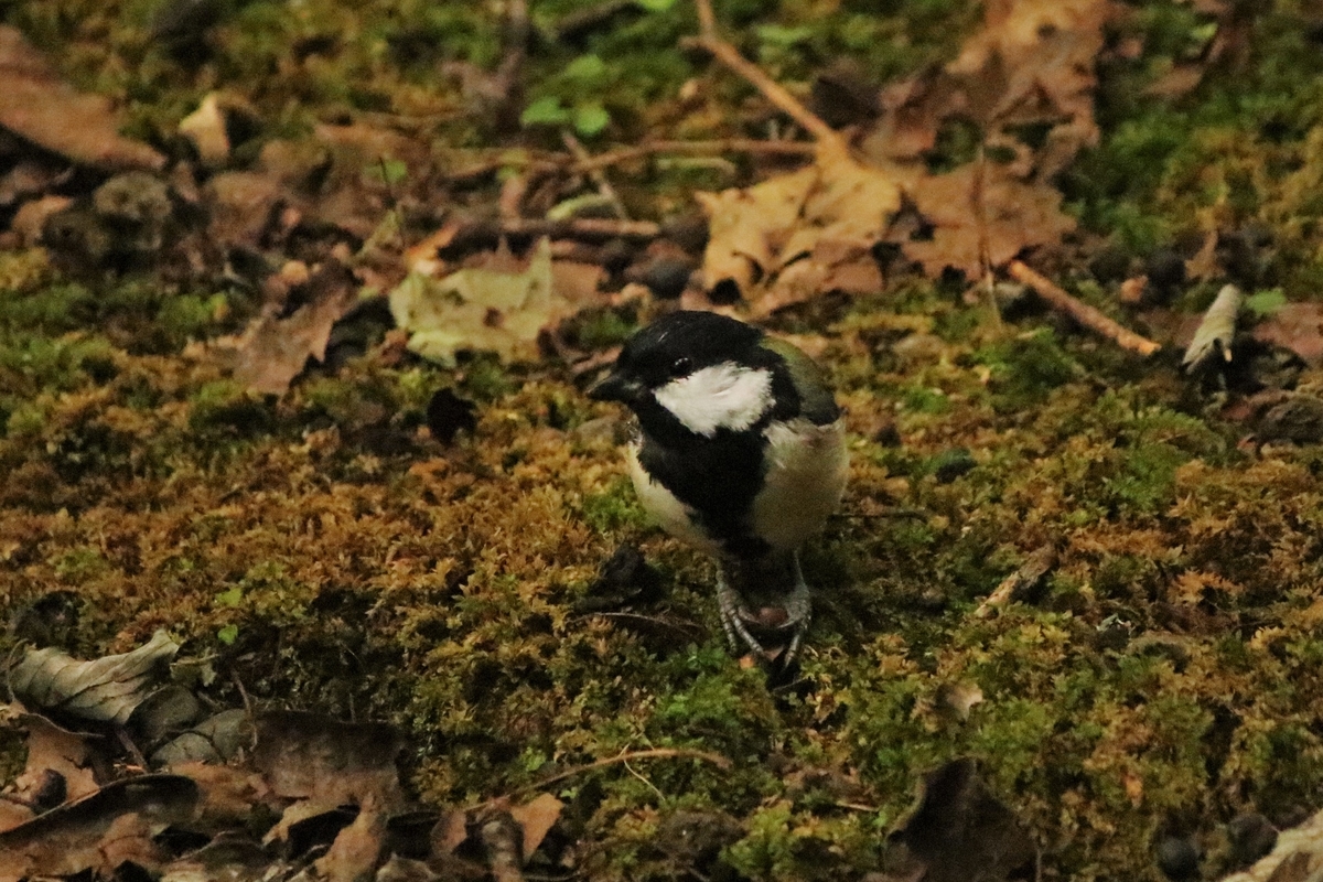f:id:mountori:20201124182752j:plain