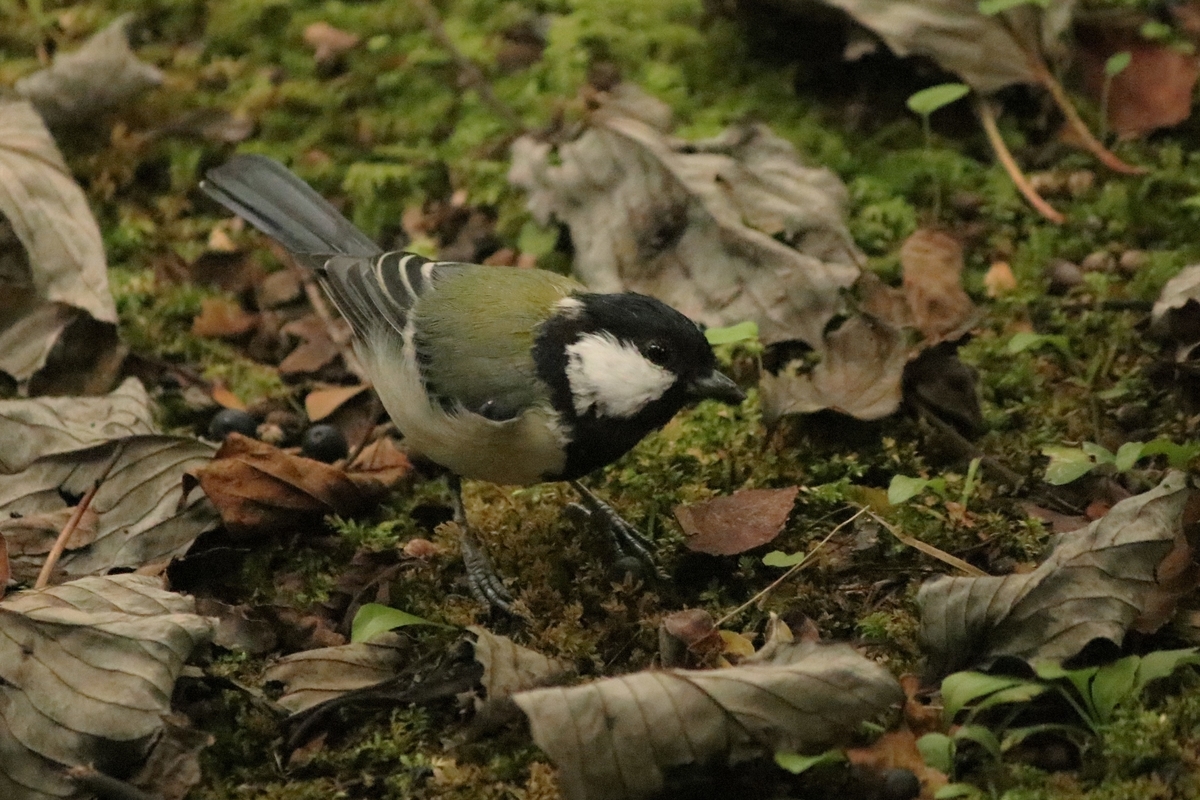 f:id:mountori:20201124183154j:plain