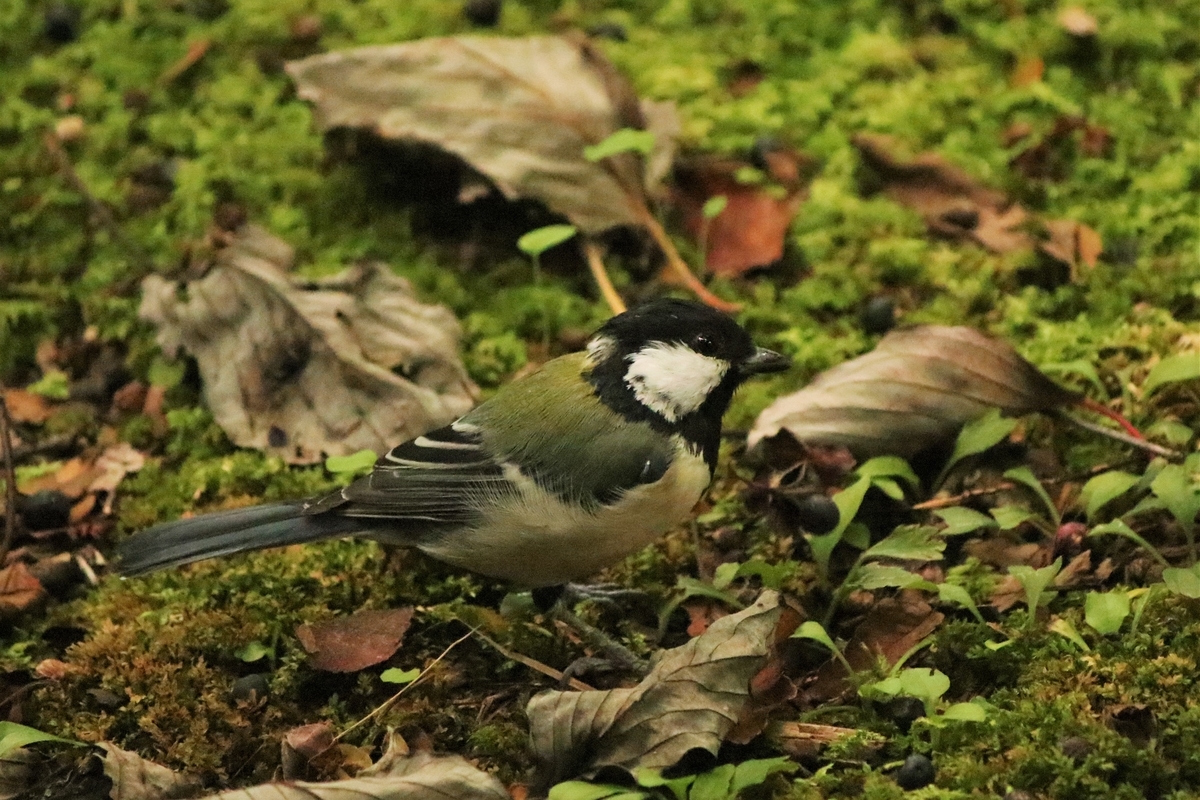 f:id:mountori:20201124183315j:plain