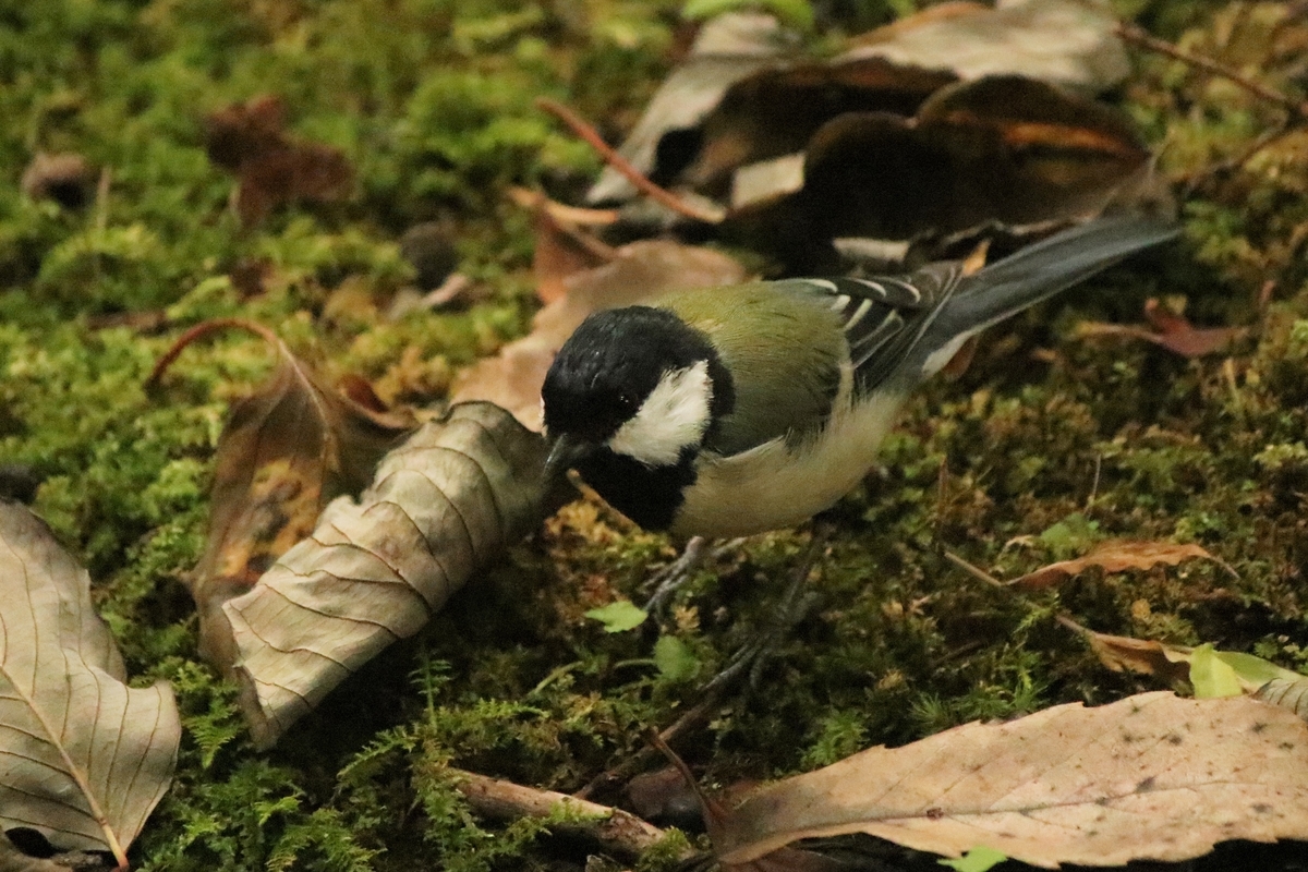 f:id:mountori:20201124183539j:plain