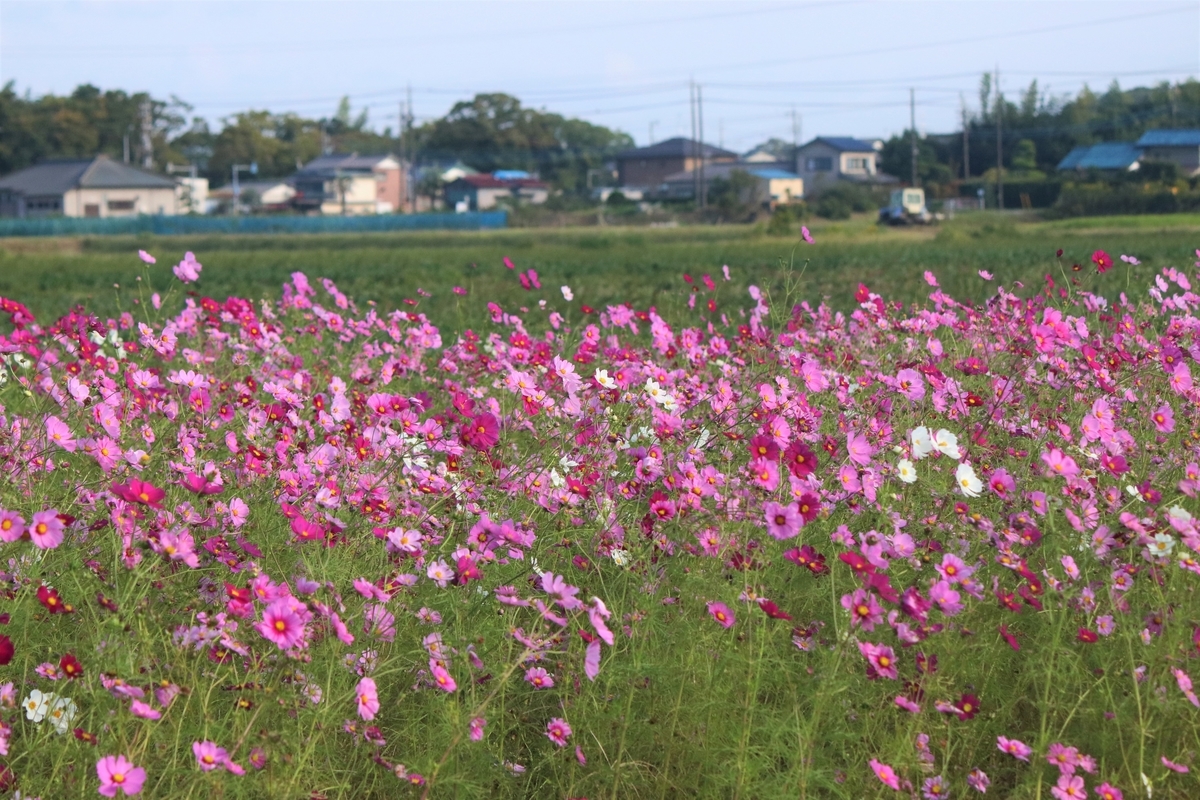 f:id:mountori:20201125230556j:plain