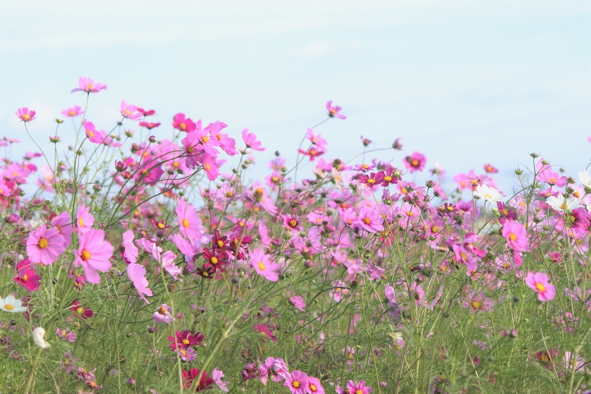 f:id:mountori:20201125230643j:plain