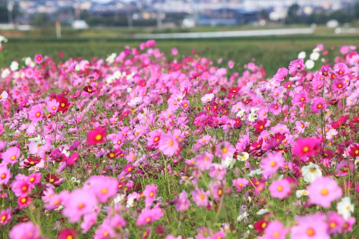 f:id:mountori:20201125231507j:plain