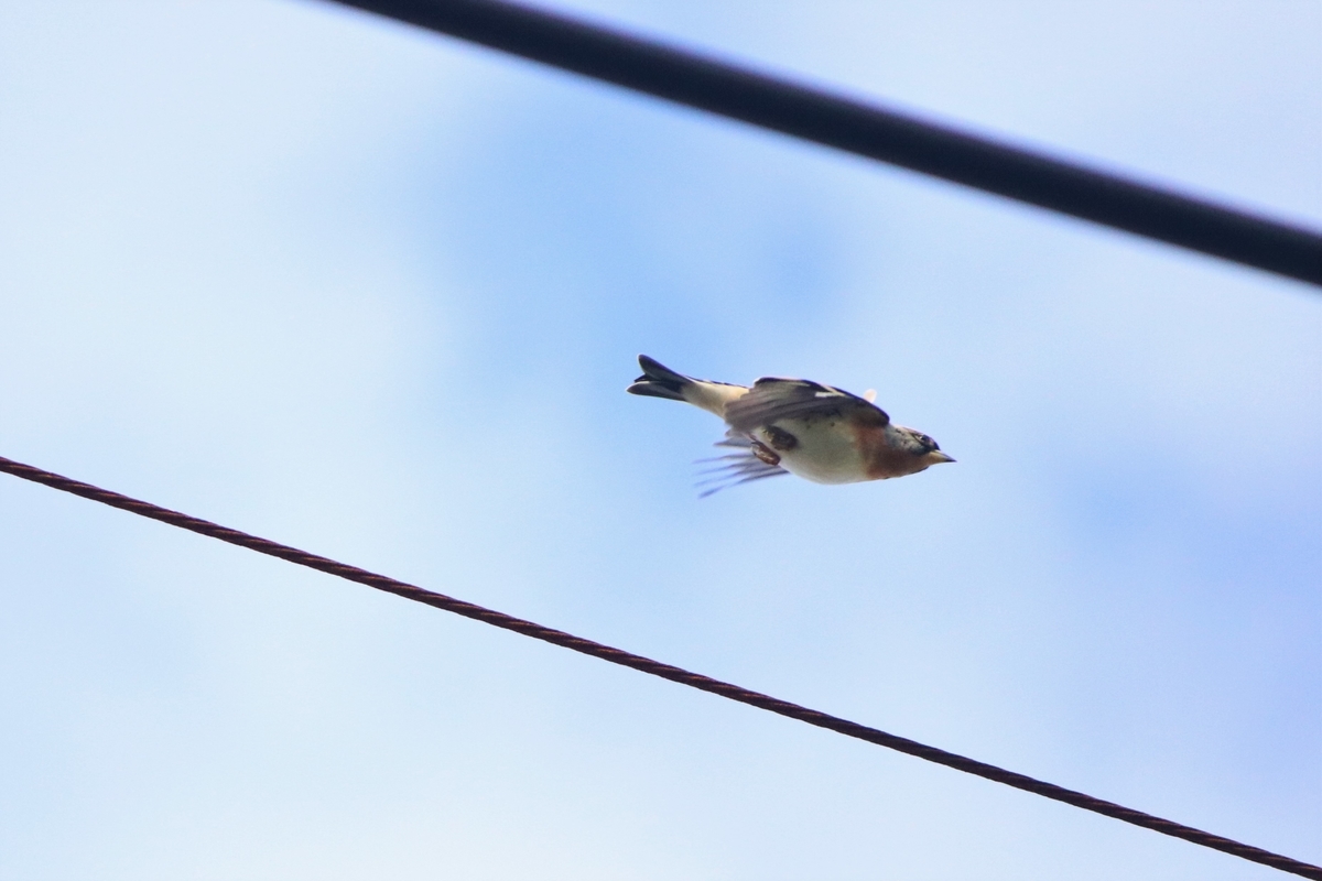 f:id:mountori:20201126204103j:plain