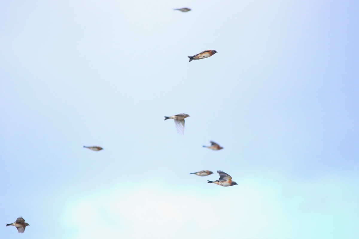 f:id:mountori:20201126204146j:plain