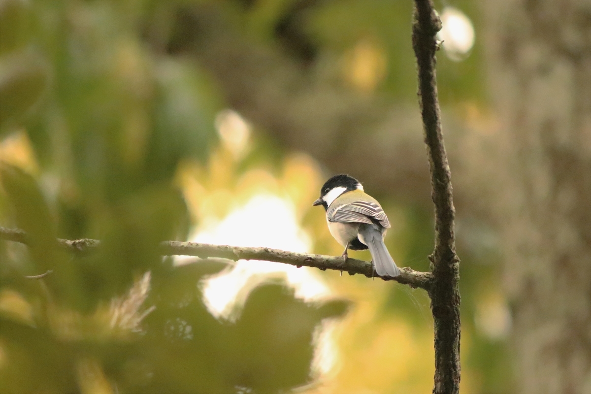 f:id:mountori:20201128222142j:plain