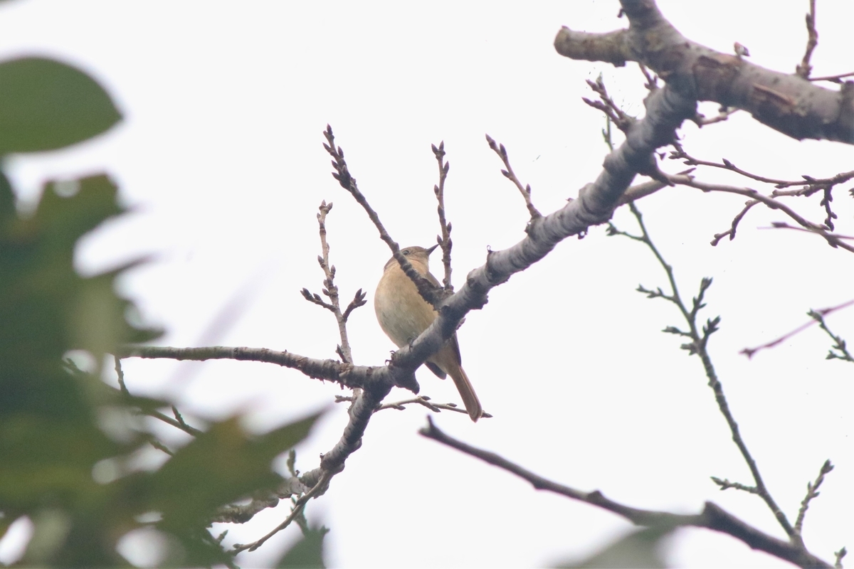 f:id:mountori:20201211181808j:plain