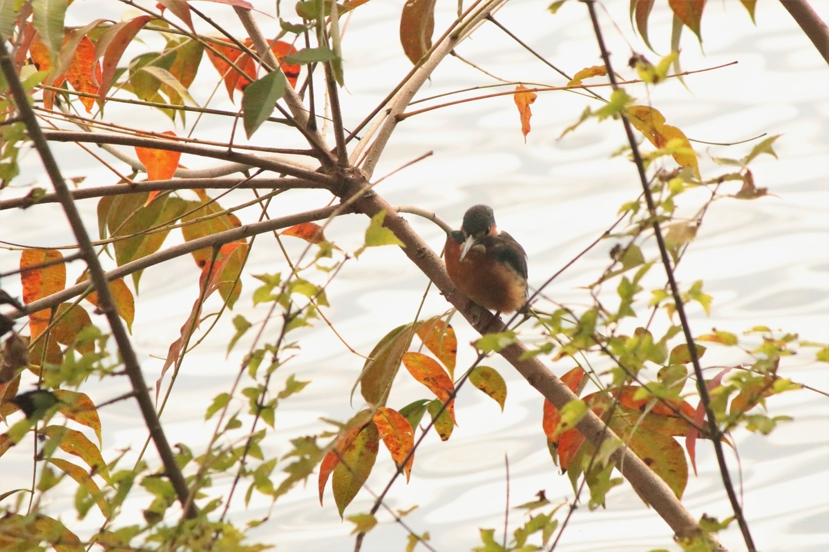 f:id:mountori:20201211182944j:plain