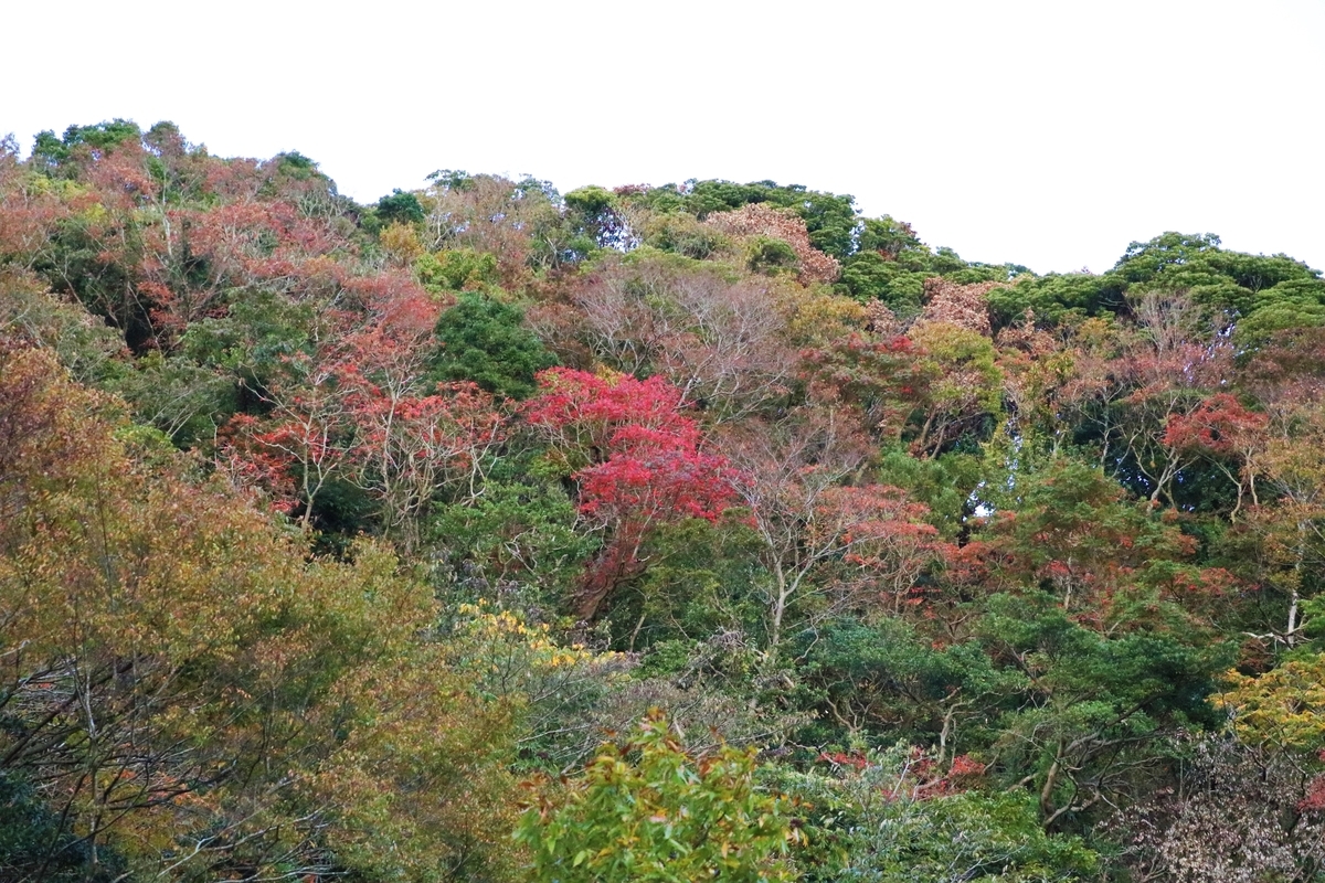 f:id:mountori:20201214222707j:plain