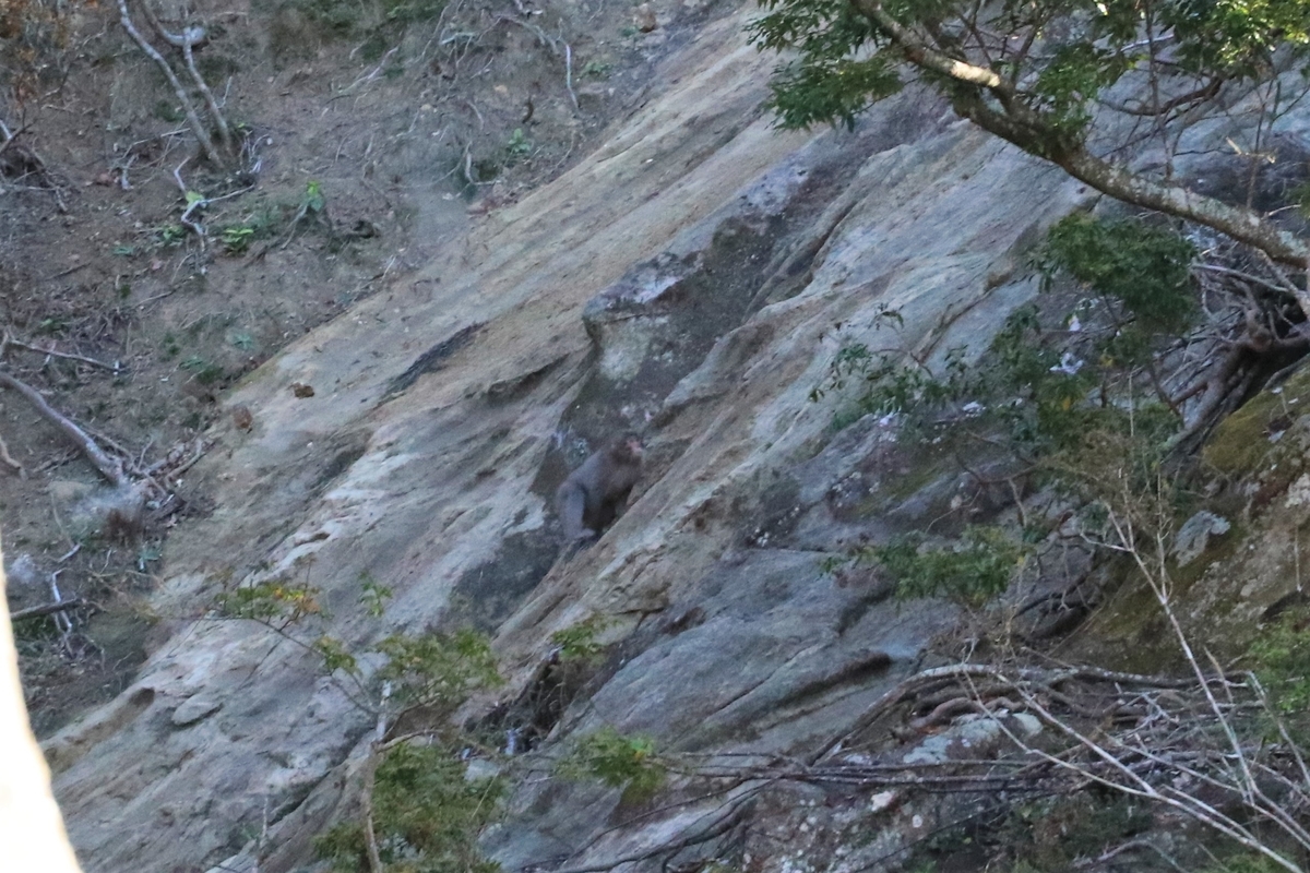 f:id:mountori:20201214224857j:plain