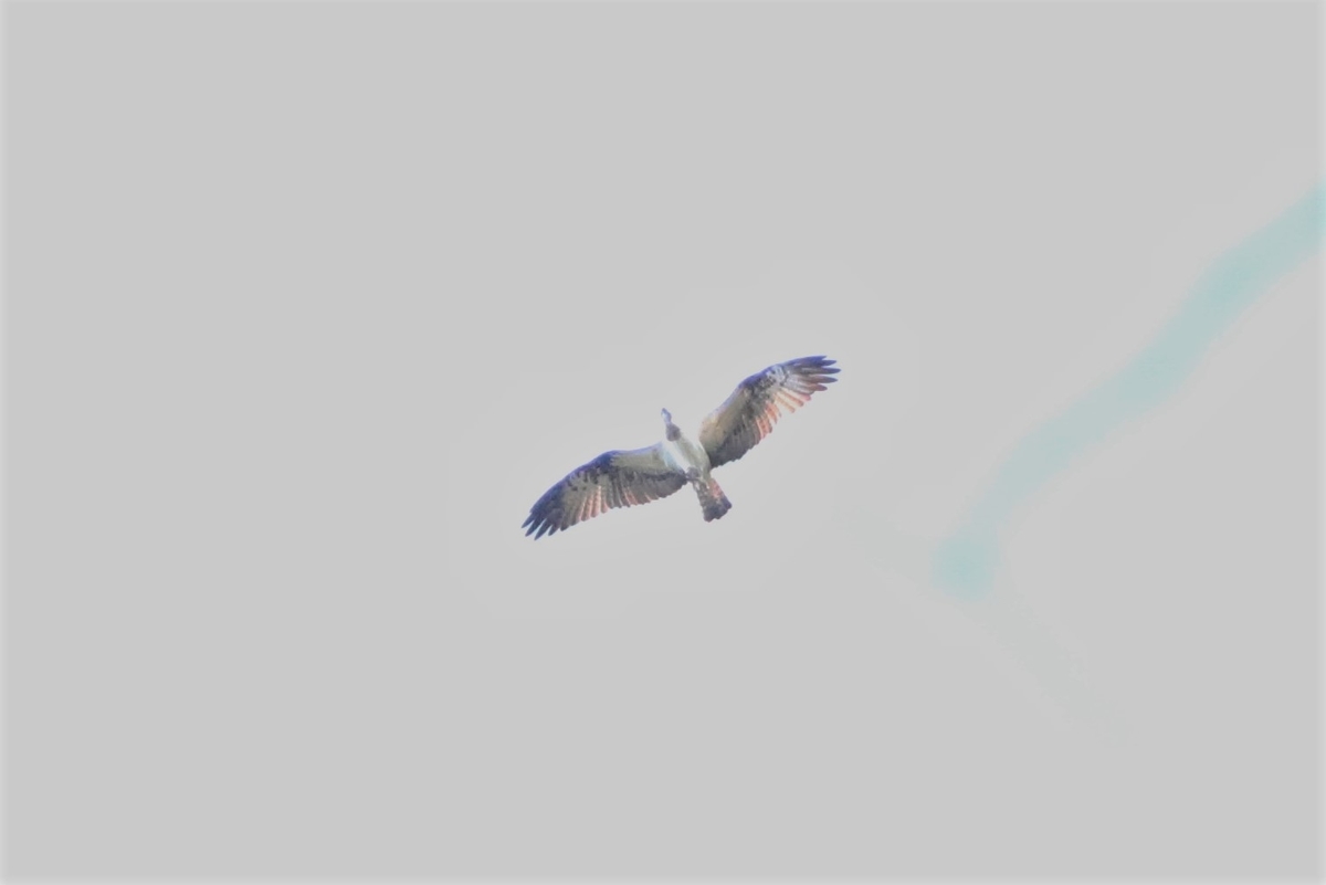 f:id:mountori:20201215200425j:plain