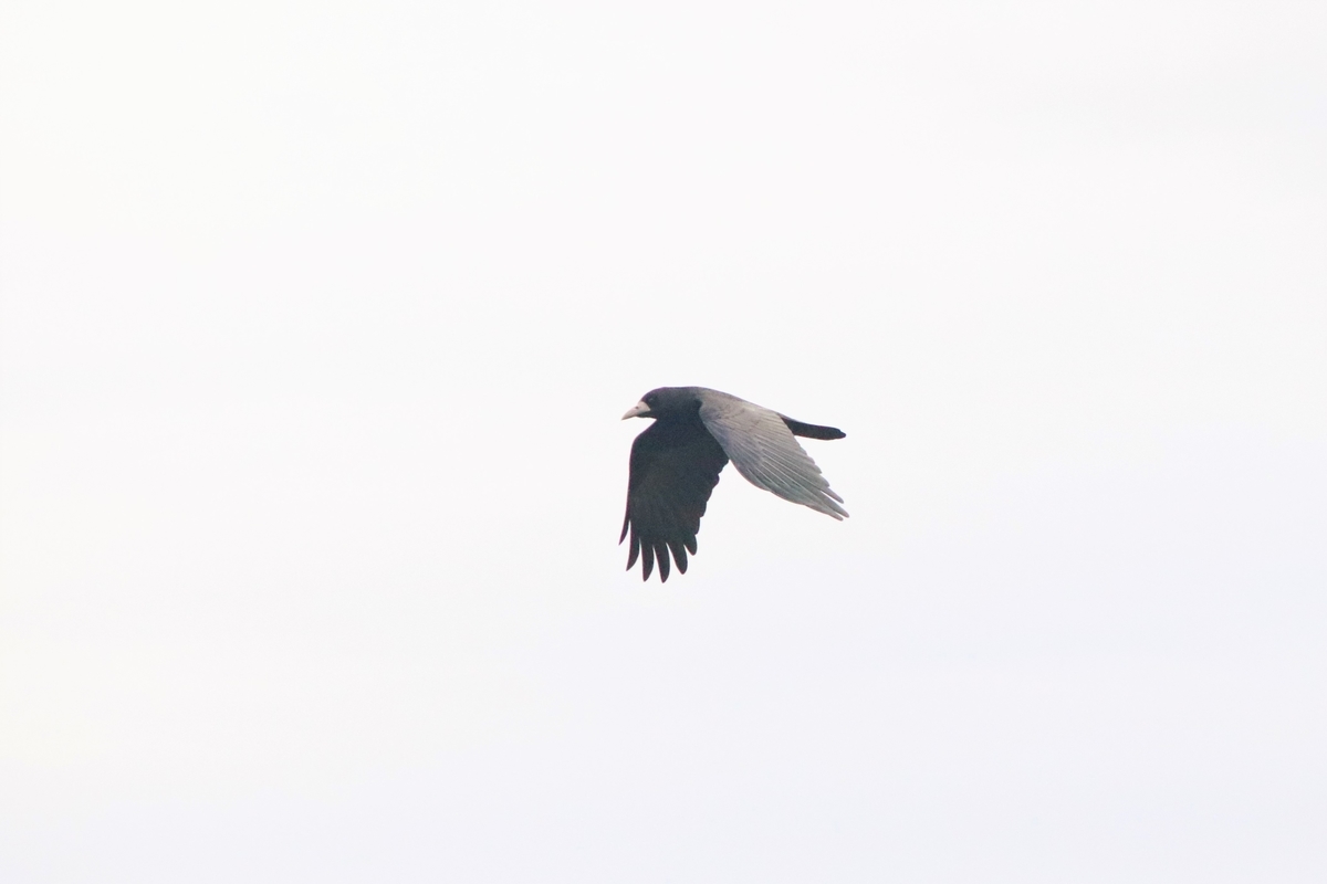 f:id:mountori:20201221213404j:plain