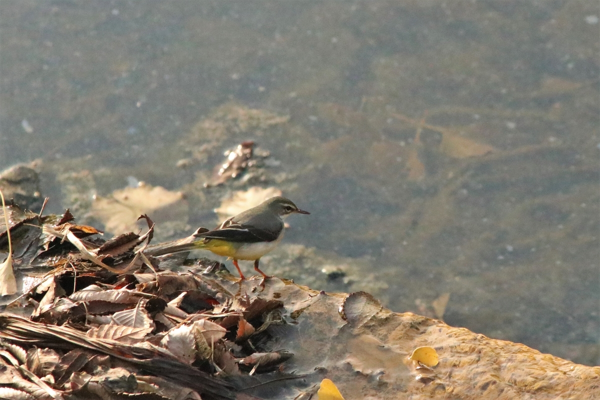 f:id:mountori:20201228151027j:plain