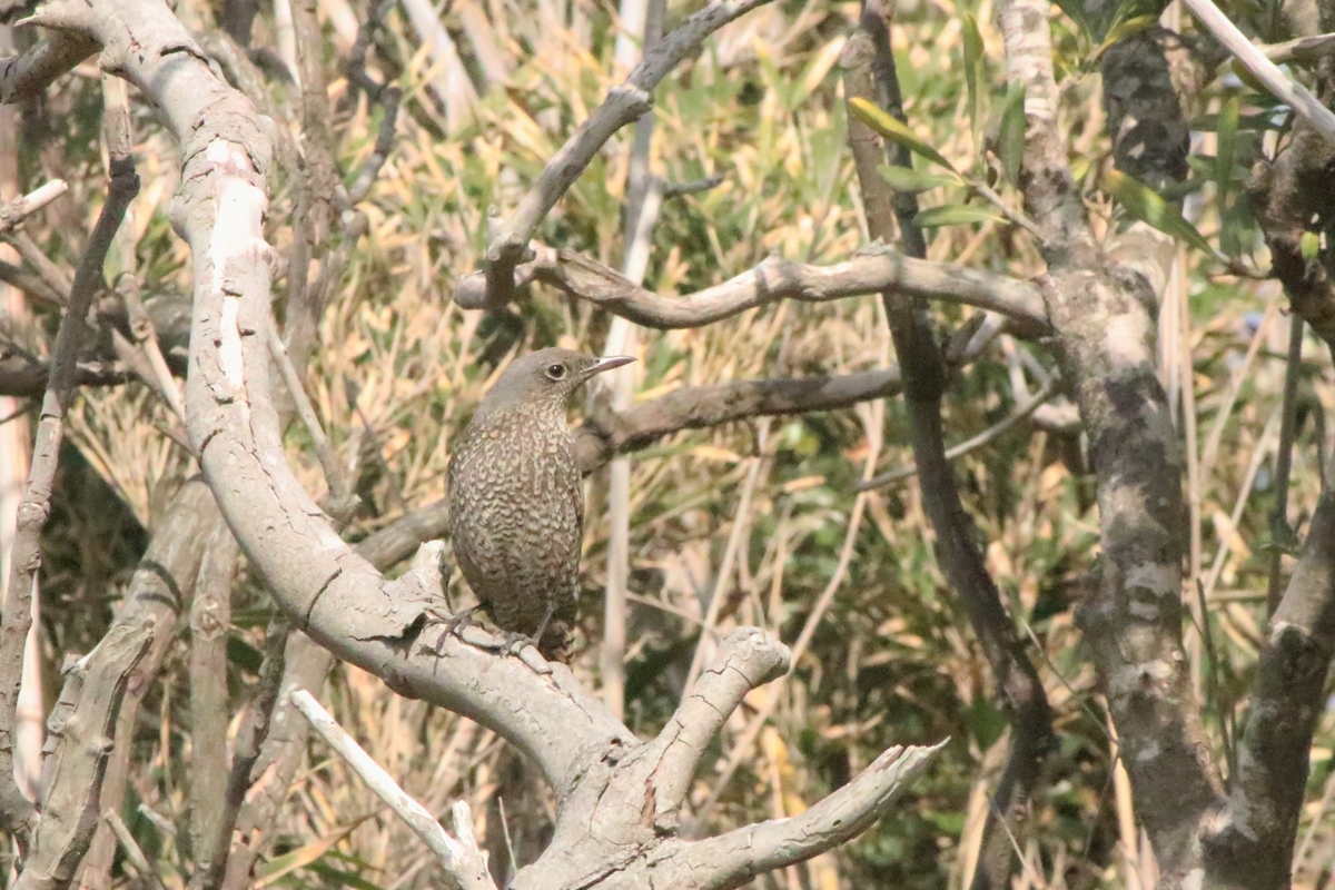 f:id:mountori:20210103150251j:plain