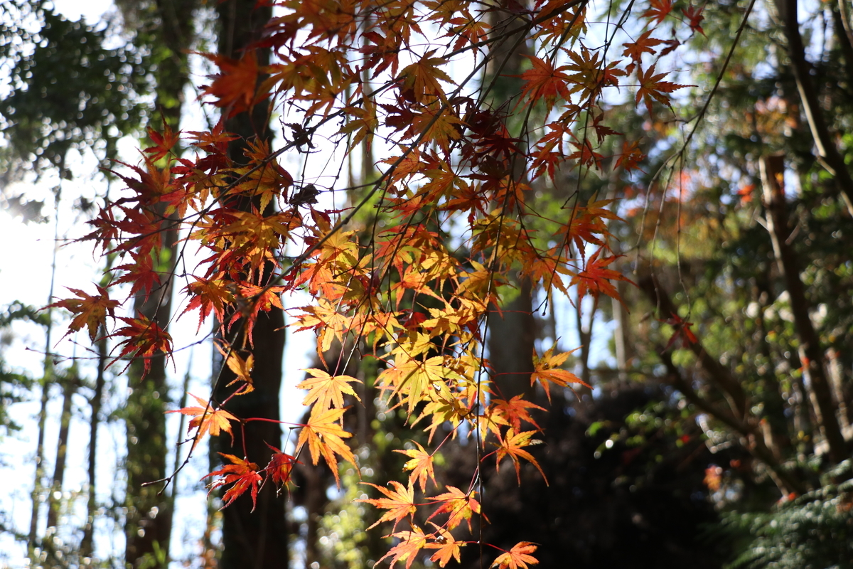 f:id:mountori:20210105164641j:plain