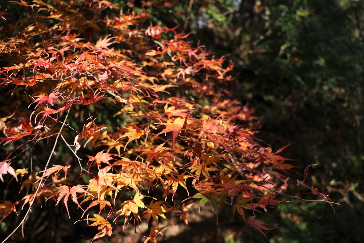 f:id:mountori:20210105164717j:plain